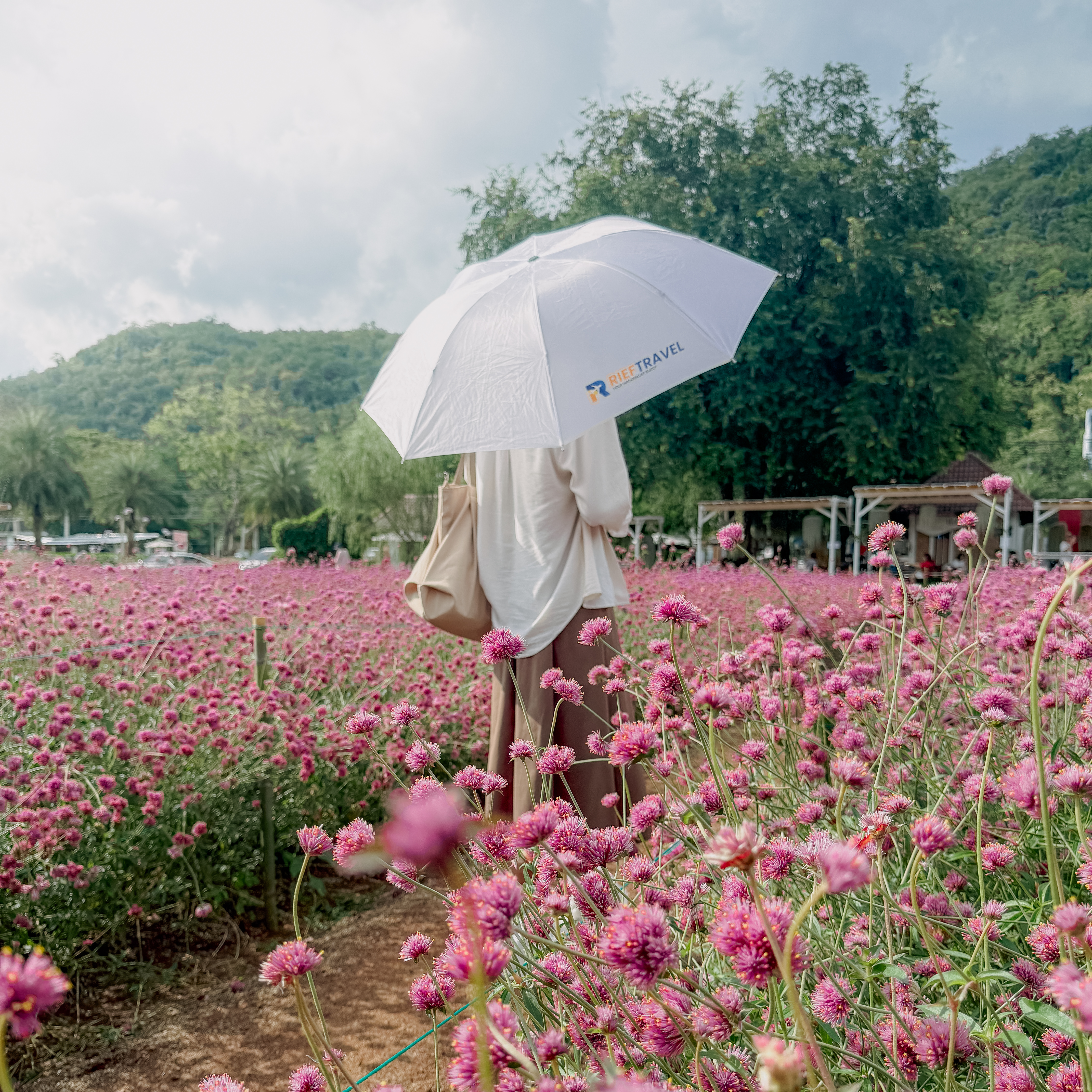 Flower Field Chiang Mai